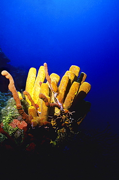 Close-up of a Branching Tube Sponge (Pseudoceratina crassa), Cayman Islands, West Indies