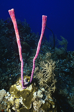 Close-up of Row Pore Rope Sponge (Aplysina Cauliformis) underwater, Cayman Islands, West Indies