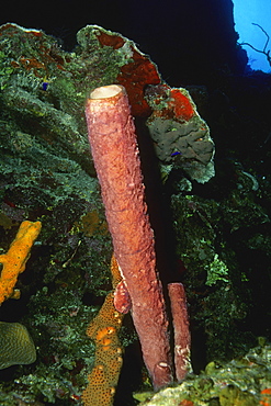 Close-up of Stovepipe Sponge (Aplysina Archeri) underwater, Turks and Caicos Islands, West Indies