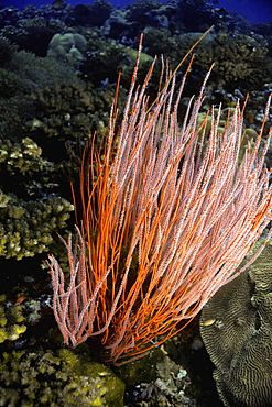 Close-up of Red Whip Coral underwater, New Britain Island, Papua New Guinea