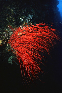 Red Whip Coral underwater, Palau