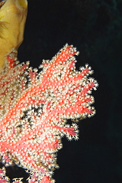 Gorgonian Sea Fan (Subergorgia Mollis) underwater, Palau