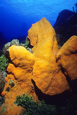 Orange Elephant Ear Sponge underwater (Agelas clathrodes), Cayman Islands, West Indies