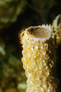 Close-up of Branching Vase Sponge (Callyspongia vaginalis) underwater, Belize