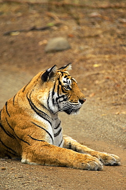 Tigress (Panthera tigris) sitting on the dirt road, Ranthambore National Park, Rajasthan, India