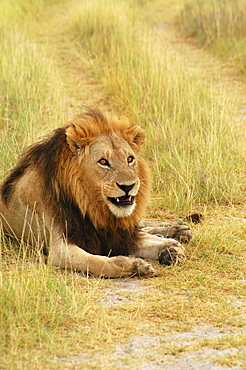 Lion (Panthera leo) sitting in a path, Okavango Delta, Botswana