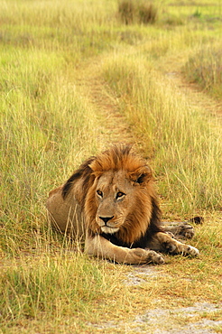 Lion (Panthera leo) sitting in a path, Okavango Delta, Botswana