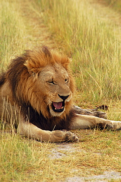 Lion (Panthera leo) sitting in a path and yawning, Okavango Delta, Botswana