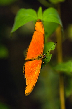 Close-up of a Julia butterfly (Dryas julia) on a leaf