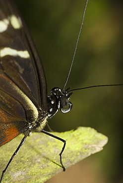 Close-up of a butterfly perching on a tree stump