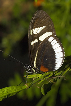 Close-up of a butterfly perching on a twig