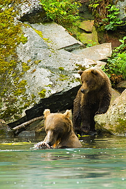 Two Grizzly bears (Ursus arctos horribilis) at a riverside