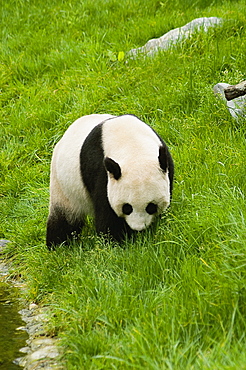 Panda (Alluropoda melanoleuca) wandering in a field