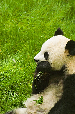 Close-up of a panda (Alluropoda melanoleuca) eating grass