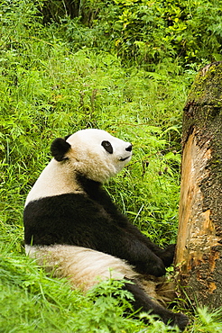 Close-up of a panda (Alluropoda melanoleuca) sitting in a forest