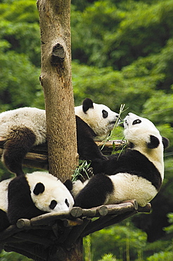 Three pandas (Alluropoda melanoleuca) resting on a tree trunk