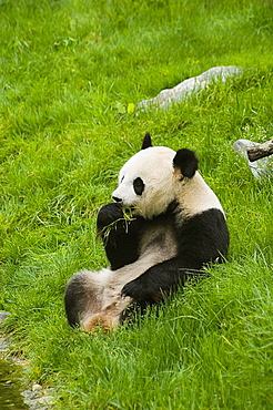 Side profile of a panda (Alluropoda melanoleuca) eating grass