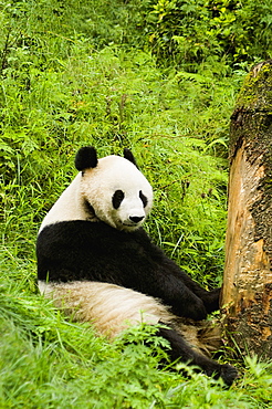 Close-up of a panda (Alluropoda melanoleuca) sitting in a forest
