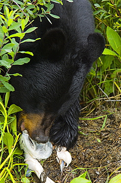 High angle view of a Black bear (Ursus americanus) eating a salmon