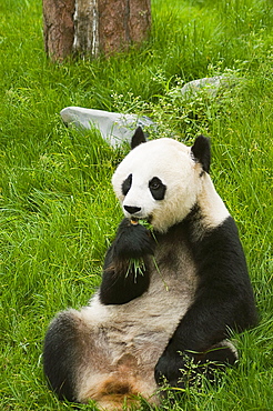 Close-up of a panda (Alluropoda melanoleuca) eating grass