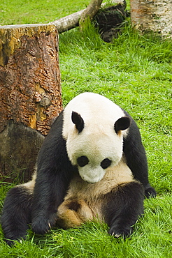 Close-up of a panda (Alluropoda melanoleuca) sitting in a field