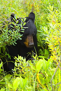 Close-up of a Black bear (Ursus americanus)