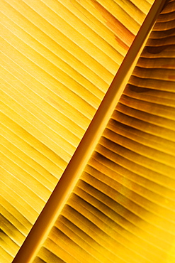 Close-up of a banana leaf, Hawaii Tropical Botanical Garden, Hilo, Big Island, Hawaii Islands, USA