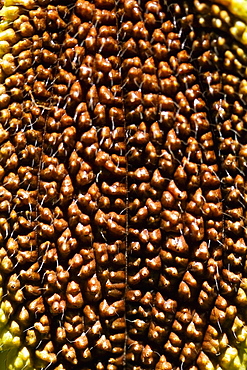 Close-up of a root of a plant, Hawaii Tropical Botanical Garden, Hilo, Big Island, Hawaii Islands, USA