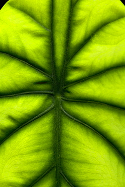 Close-up of a green leaf in a botanical garden, Hawaii Tropical Botanical Garden, Hilo, Big Island, Hawaii Islands, USA