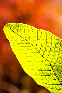 Close-up of a green leaf in a botanical garden, Hawaii Tropical Botanical Garden, Hilo, Big Island, Hawaii Islands, USA