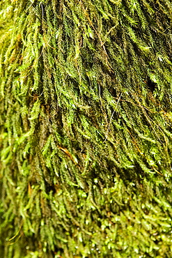 Close-up of a tree in a botanical garden, Hawaii Tropical Botanical Garden, Hilo, Big Island, Hawaii Islands, USA