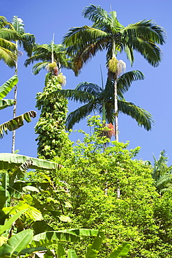 Trees in a forest, Hawaii Tropical Botanical Garden, Hilo, Big Island, Hawaii Islands, USA