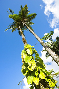 Low angle view of palm trees, Hilo, Big Island, Hawaii Islands, USA