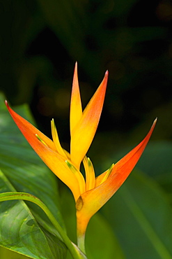 Close-up of a flower in a botanical garden, Hawaii Tropical Botanical Garden, Hilo, Big Island, Hawaii Islands, USA