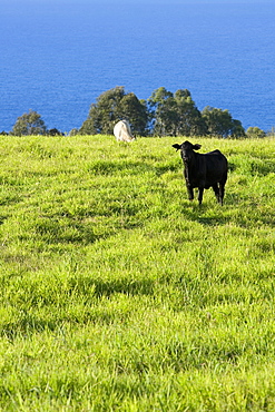 Two cows grazing in a field, Pololu Valley, Big Island, Hawaii Islands, USA