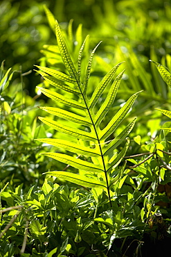 Close-up of a fern, Nawiliwili Beach Park, Kauai, Hawaii Islands, USA