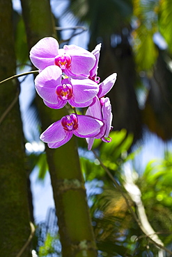 Close-up of flowers, Hawaii Tropical Botanical Garden, Hilo, Big Island, Hawaii Islands, USA