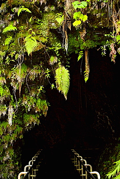 Entrance of a tunnel, Hawaii Volcanoes National Park, Hawaii Islands, USA