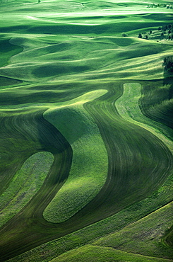 Contour plowing of green winter wheat and lentil fields