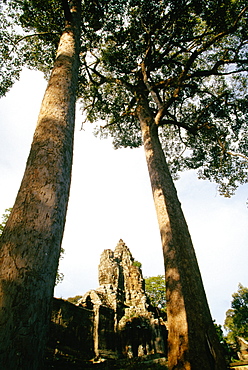 Low angle view of a banyan tree, Angkor Wat, Angkor, Siem Reap, Cambodia