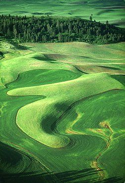 Contour plowing of green winter wheat and lentil fields