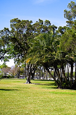 Trees in a park, Plant park, University of Tampa, Tampa, Florida, USA