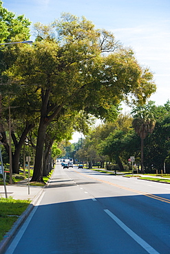 Trees along a road, Orlando, Florida, USA