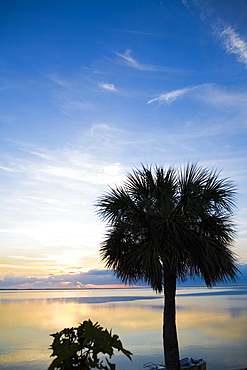 Silhouette of a palm tree, St. Augustine Beach, Florida, USA