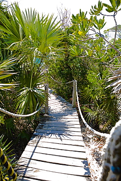 Plants along a boardwalk, Exuma, Bahamas