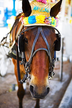 Close-up of a horse, Nassau, Bahamas