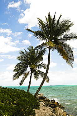 Palm trees on the beach, Cable Beach, Nassau, Bahamas