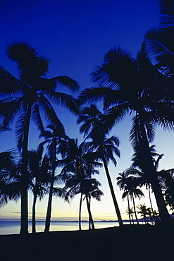 Silhouette of palm tree on the beach, Viti Levu, Fiji