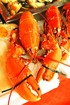 Close-up of lobsters, Norway