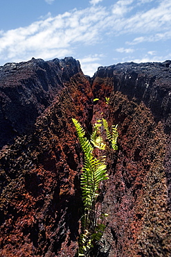 Growth of plants in dried lava cracks, Kalapana, Big Island, Hawaii Islands, USA